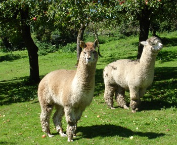 Alpacas in an orchard behind The Bell Inn, Chittlehampton