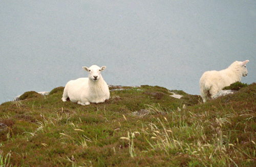 Sheep on Lundy cliff top